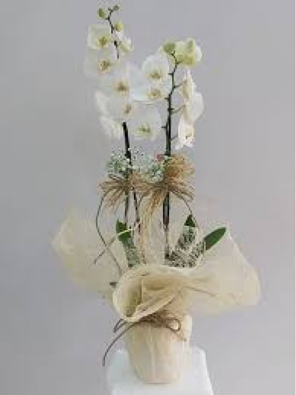 İkili Beyaz Orkide…