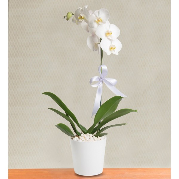 Tekli Beyaz Orkide…