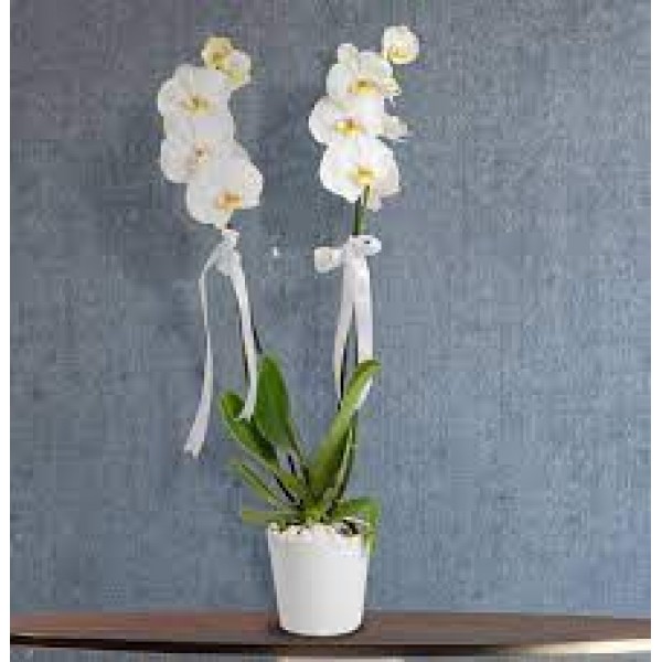 ikili beyaz orkide seramik saksıda…