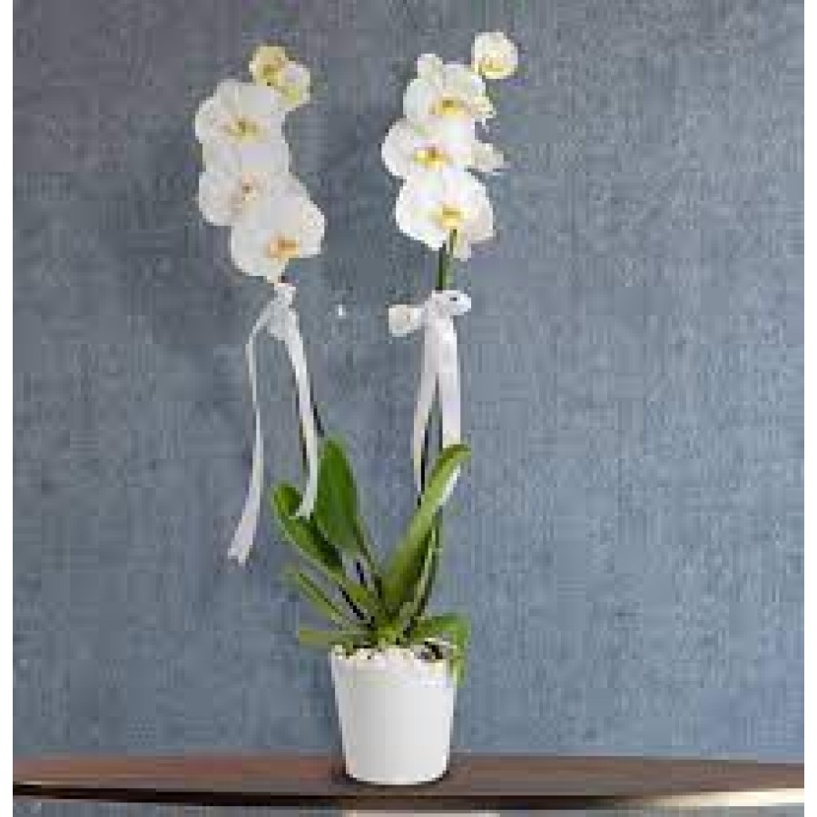 ikili beyaz orkide seramik saksıda