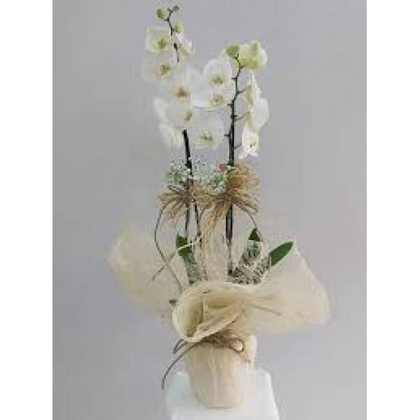 ikili beyaz orkide…